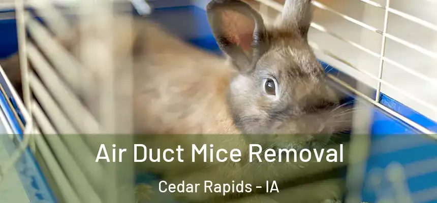 Air Duct Mice Removal Cedar Rapids - IA